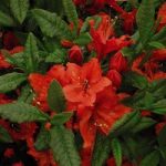 Azalea Plant –  Barselik