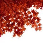 Acer Japanese Jewel palmatum Taylor