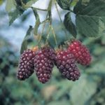Tayberry Plant – Buckingham
