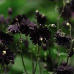 Aquilegia Plants – Black Barlow