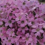 Campanula lactifolia Dwarf Pink