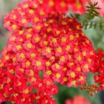Achillea Millefolium Paprika Plant