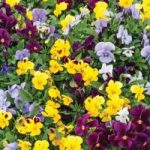 Viola Plants – Autumn Jewels Mixed