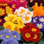 Primrose Plants – Alaska Multi-Colour