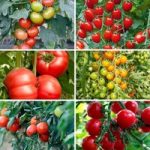 Grafted Tomatoes – Lucky Dip