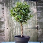 Bay Double Twisted Stem Tree