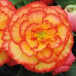 Begonia Prima Donna Tubers – Sunburst