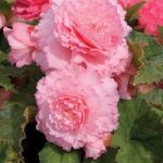 Begonia Prima Donna Tubers – Blush