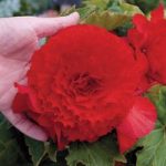 Begonia Tubers – Prima Donna Red