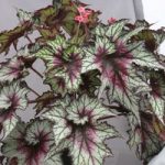 Begonia Red Tempest