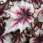 Begonia Plant – Silver Spirit