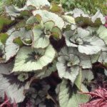 Begonia Plant – Namur