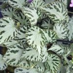 Begonia Plant – Silver Jewel