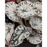 Begonia Plant – Silver Lace
