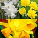 Daffodil (Cornish) Miniature Bulbs – Collection