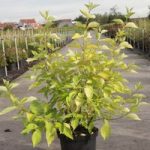 Cornus alba Plant – Aurea