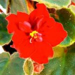 Saintpaulia Plant – Dibleys Kaarina