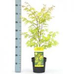 Acer Palmatum Plant – Anne Irene®