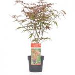 Acer Palmatum Plant – Peve Dave
