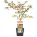 Acer Palmatum Plant – Shirazz