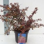 Berberis Plant – Rose Glow