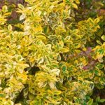 Euonymus Plant – Emerald ‘n’ Gold