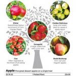 Family Fruit Tree – Apple
