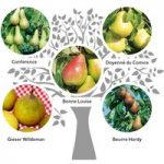 Family Fruit Tree – Pear