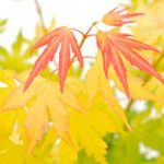 Acer palmatum Plant – Orange Dream