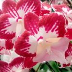 Orchid Plant – Phaleonopsis Tinkerbell