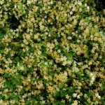Trachelospermum jasminoides Plant – Star of Toscane