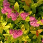 Spiraea japonica Plant – Magic Carpet