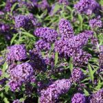 Buddleja davidii Plant – Purple Emperor