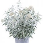 Buddleia Plant – Silver Anniversary®