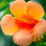 Campsis radicans Plant – Indian Summer