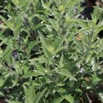 Caryopteris clandonensis Plant – Thetis®
