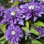 Clematis Plant – Multi Blue