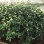 Cornus sericea Plant – Isanti