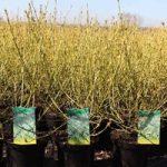 Cornus sericea Plant – White Gold