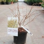 Corylopsis pauciflora Plant