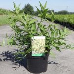 Forsythia Maree D Plant – Maree Dor®