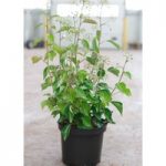 Hedera helix Plant – Arborescens