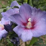 Hibiscus syriacus Plant – Azurri® Belli Colori