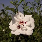 Hibiscus syriacus Plant – Lady Stanley