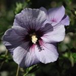 Hibiscus syriacus Plant – Marina (O. Bleu)