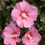 Hibiscus syriacus Plant – Pink Giant