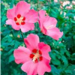 Hibiscus syriacus Plant – Woodbridge
