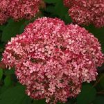 Hydrangea arborescens Plant – Pink Annabelle®
