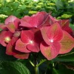 Hydrangea m. Plant – AB Green Shadow®