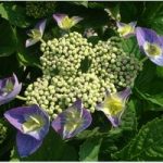 Hydrangea macrophylla Plant – Blaumeise